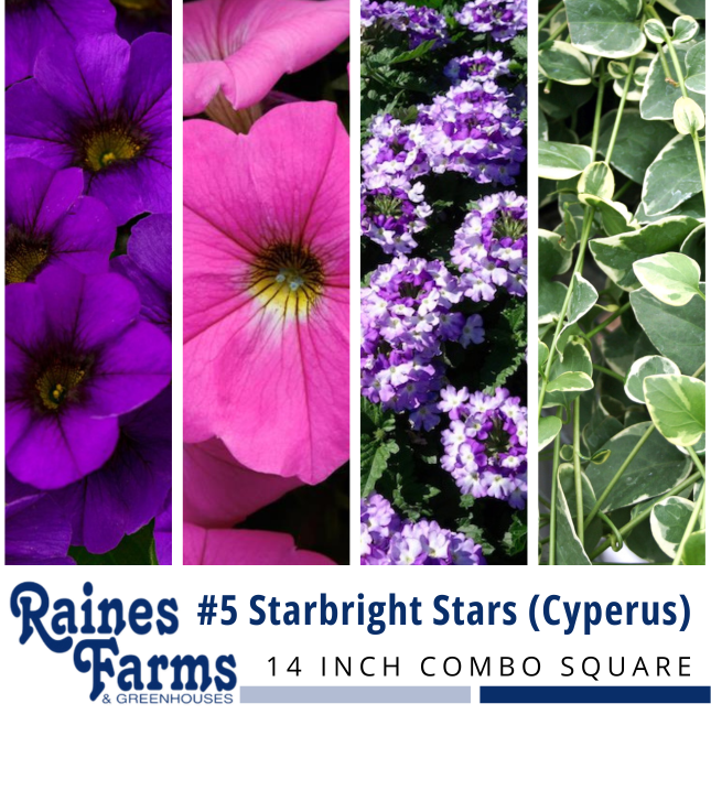 #5: Starbright Stars (Cyperus) 14 Inch Combo Square